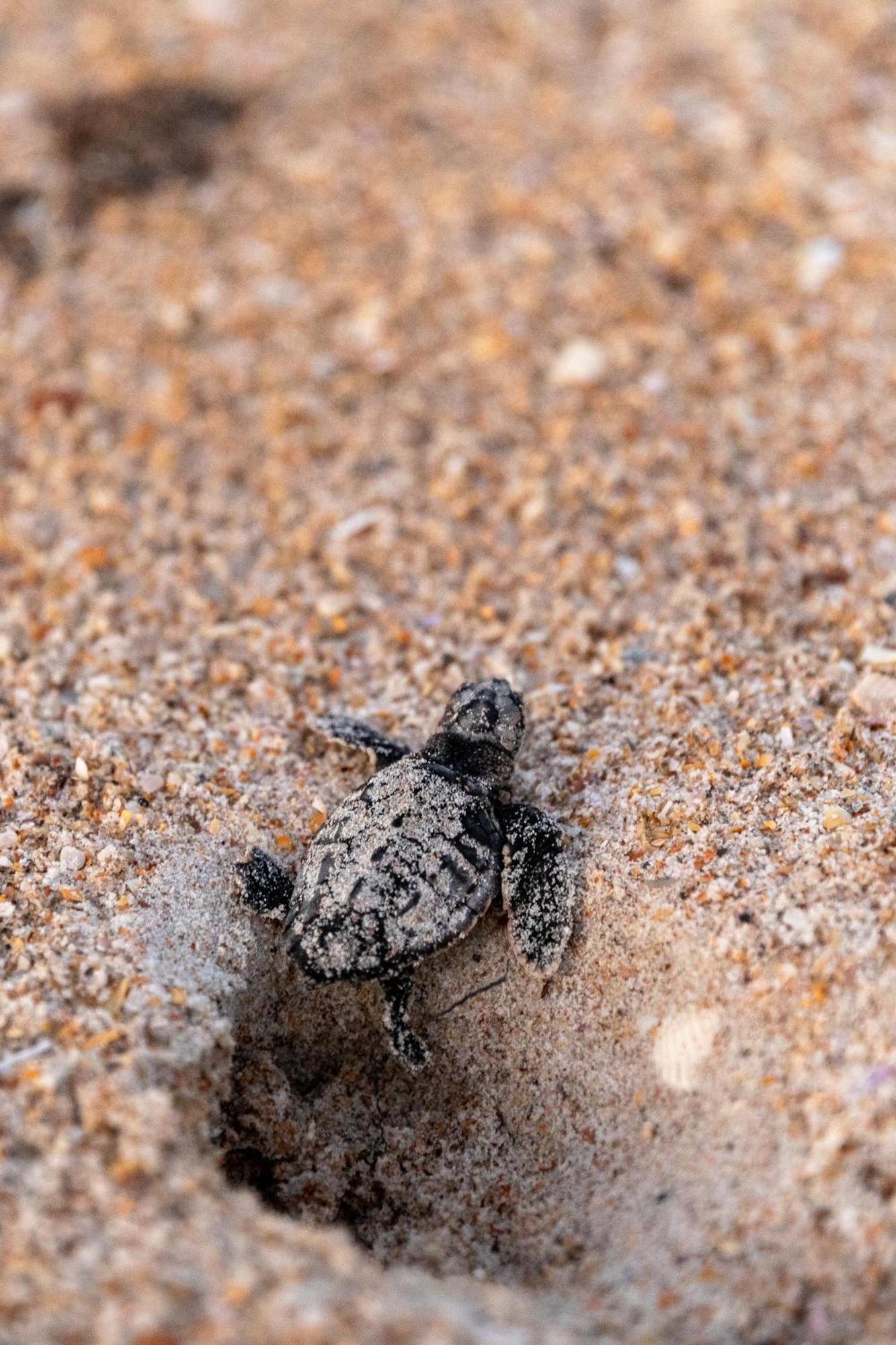 فيلا Kiawah Bay 106 نيو سميرنا بيتش المظهر الخارجي الصورة